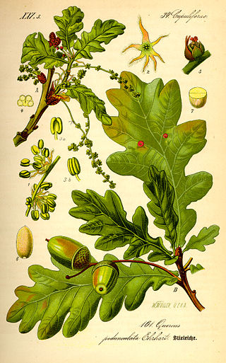 Rebollo (Quercus pyrenaica)